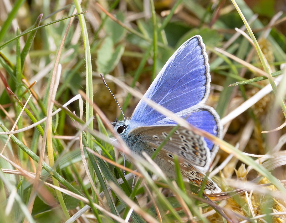 Insects - ML637358591