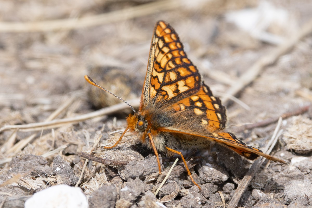 Insects - ML637358592