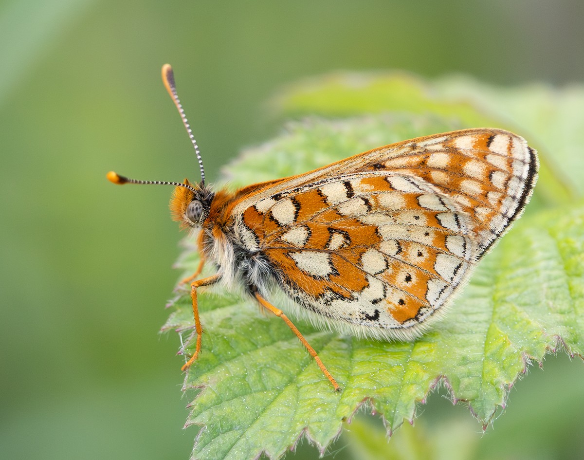 Insects - ML637358595