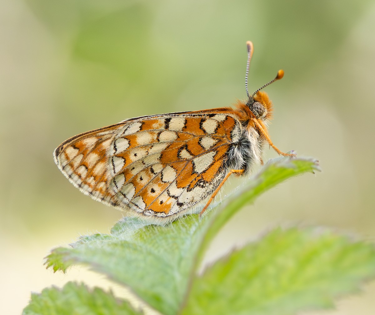 Insects - ML637358599