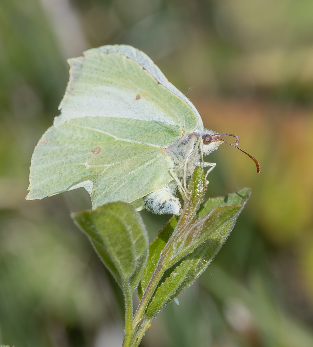 Insects - ML637358603