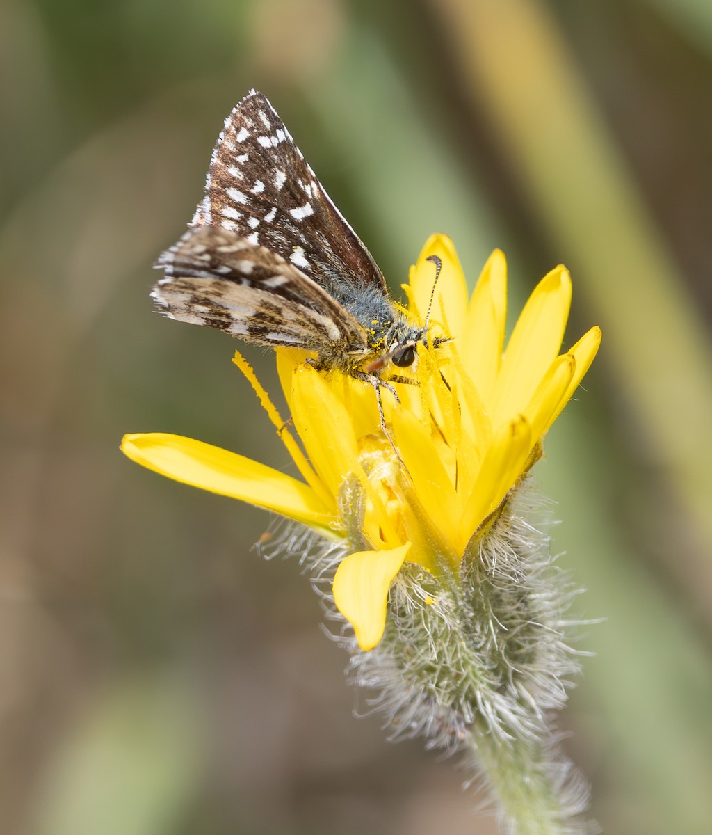 Insects - ML637358604