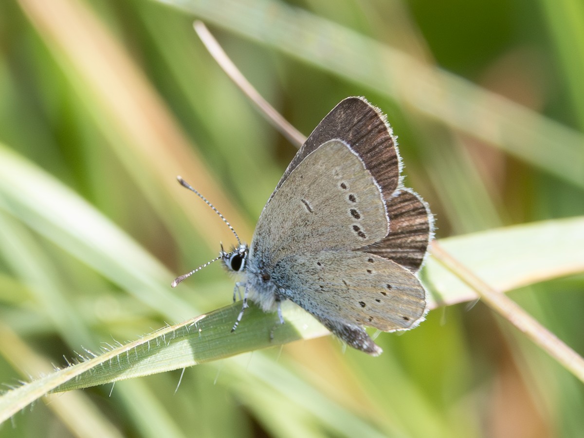 Insects - ML637358642