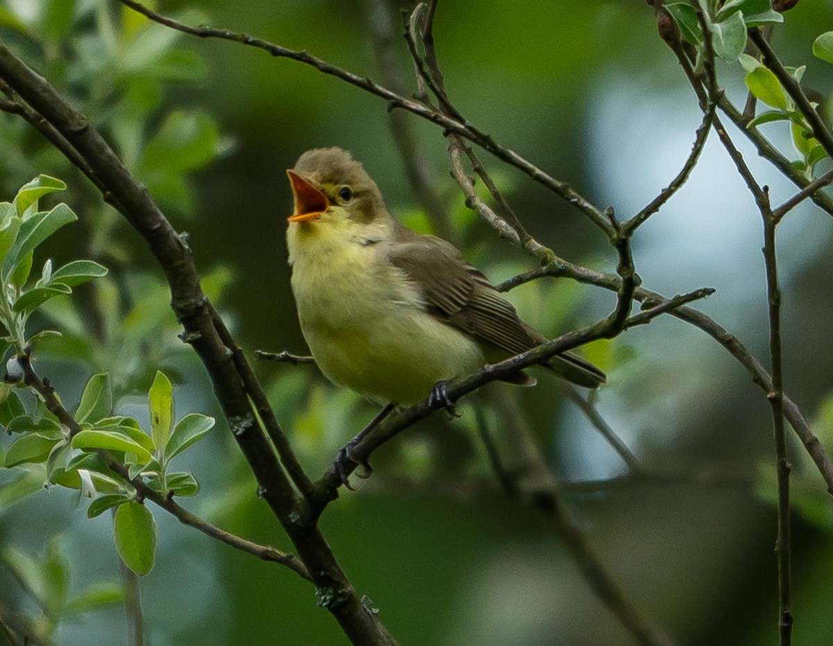 Icterine Warbler - ML637358643