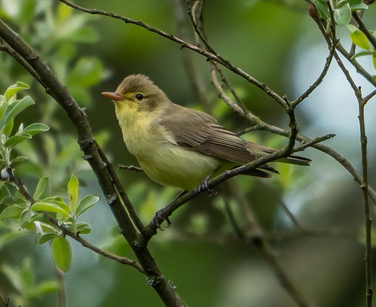Icterine Warbler - ML637358644