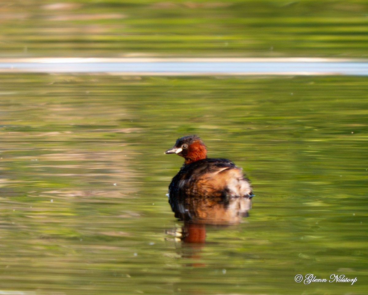 Zwergtaucher - ML637358647