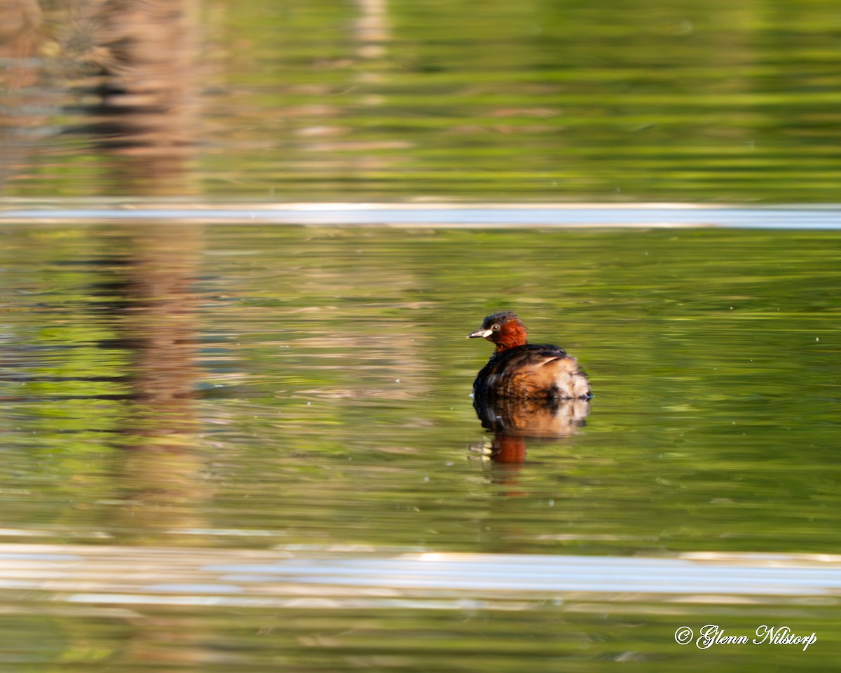 Zwergtaucher - ML637358648