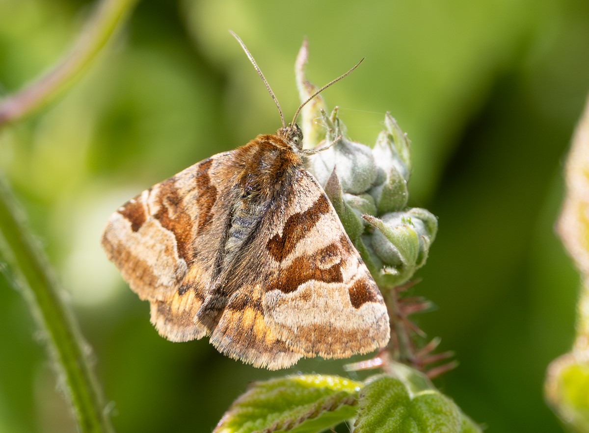 Insects - ML637358651