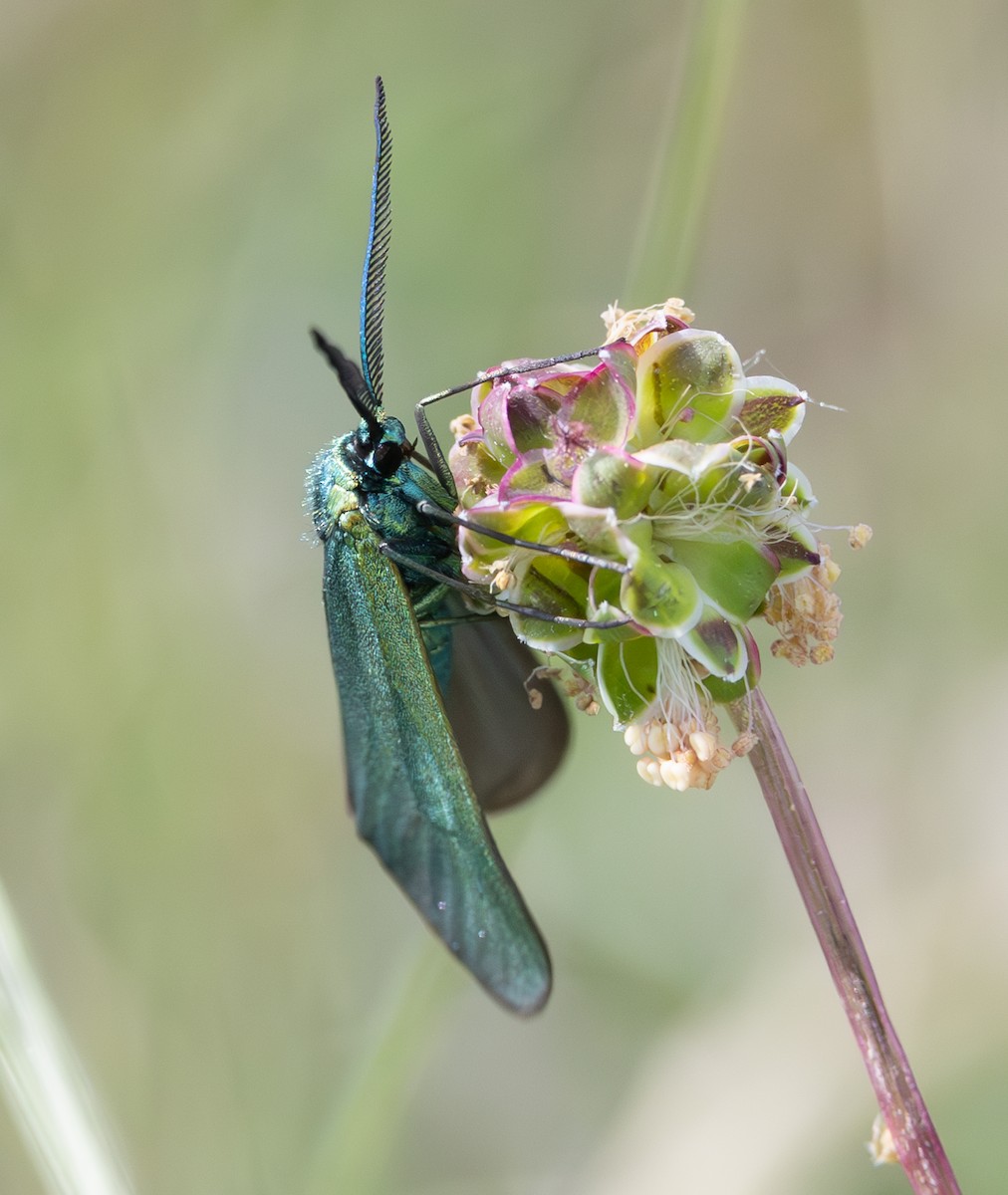 Insects - ML637358653