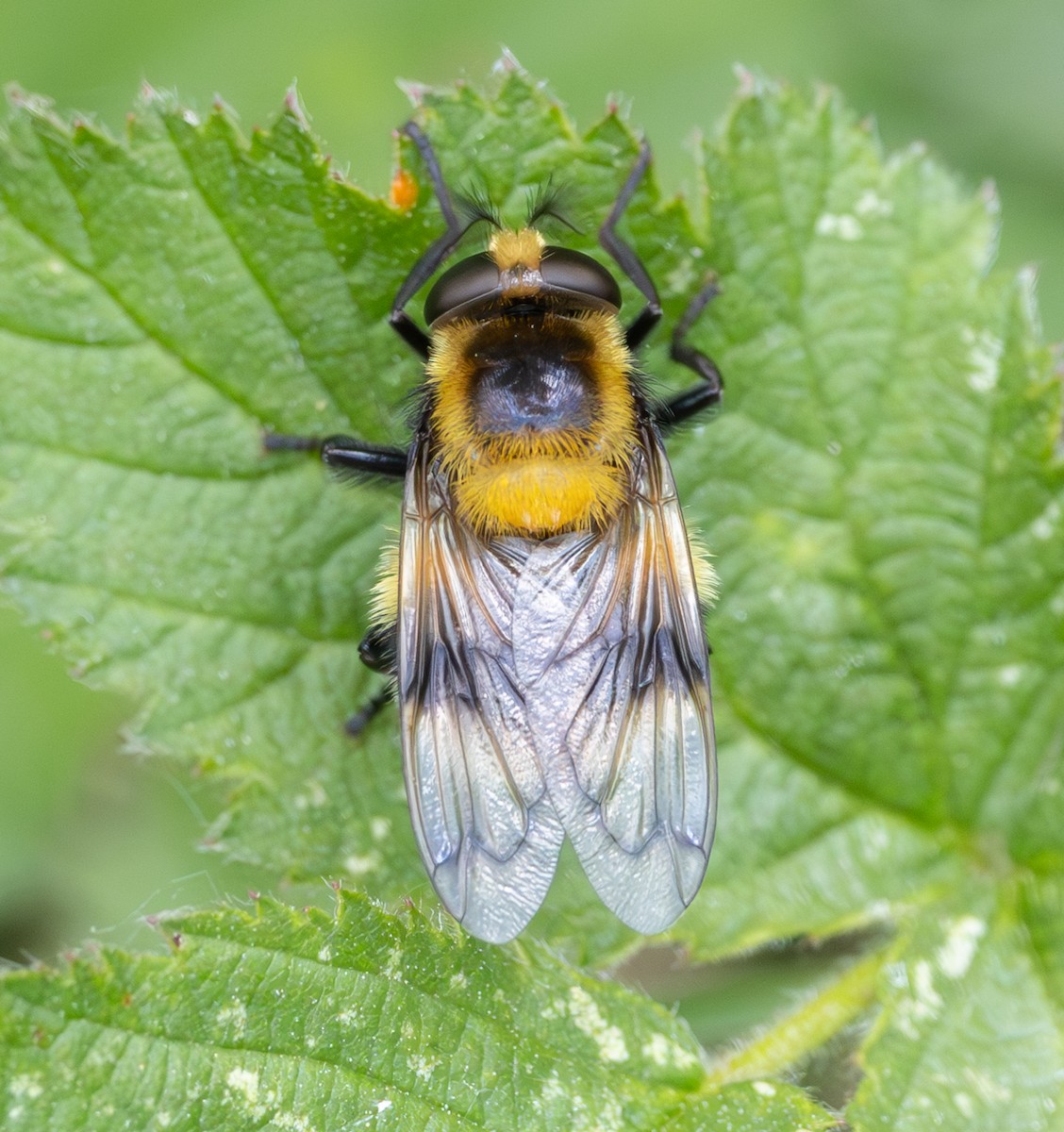 Insects - ML637358660