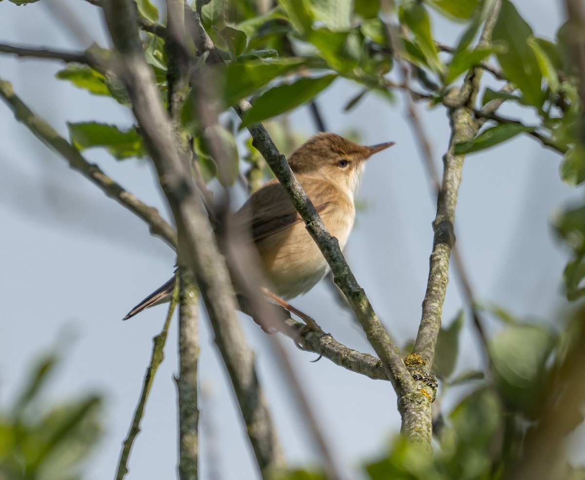 Marsh Warbler - ML637358669