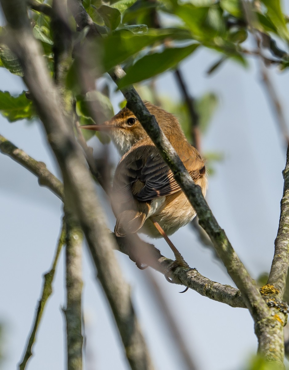 Marsh Warbler - ML637358670