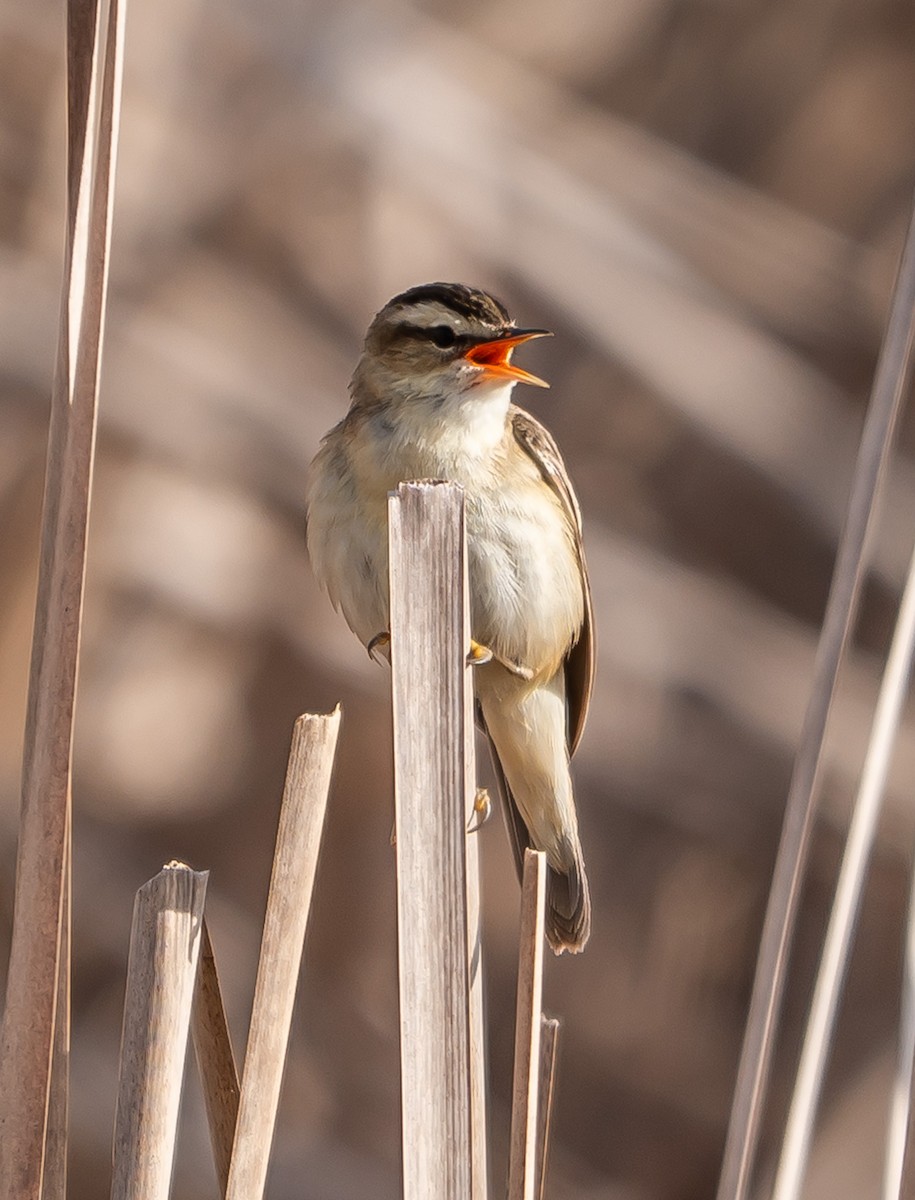 Sedge Warbler - ML637358687
