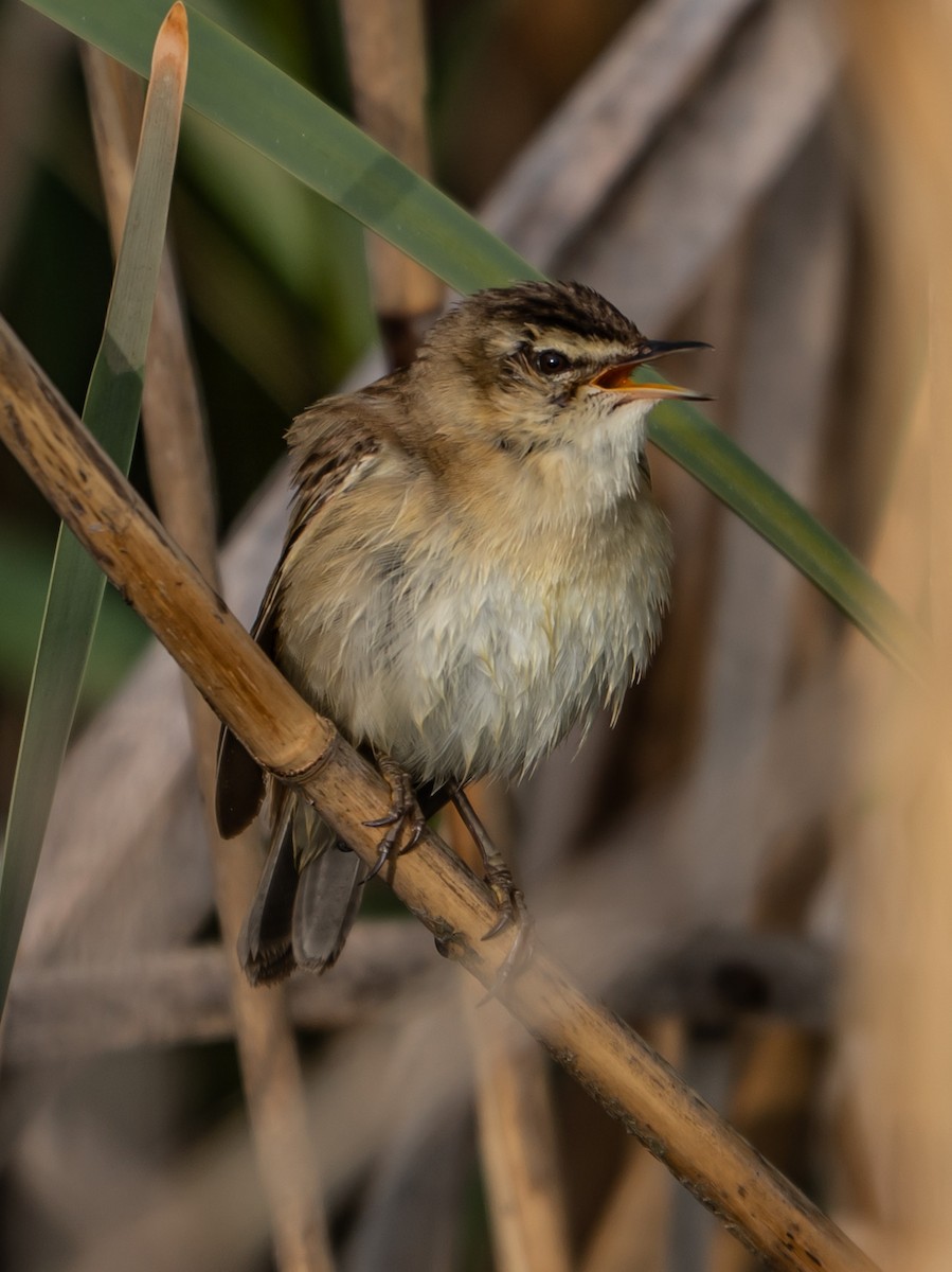 Sedge Warbler - ML637358723