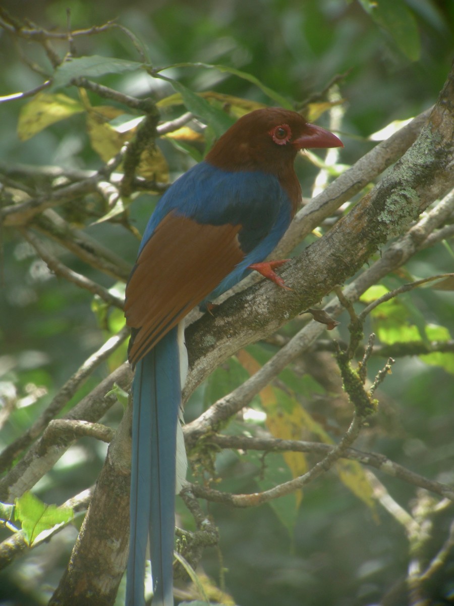 Sri Lanka Blue-Magpie - ML637358724