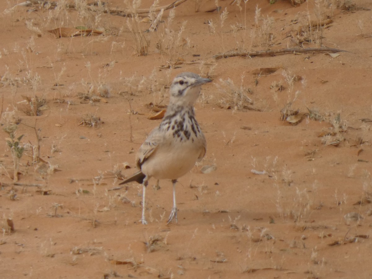 Greater Hoopoe-Lark - ML637358725