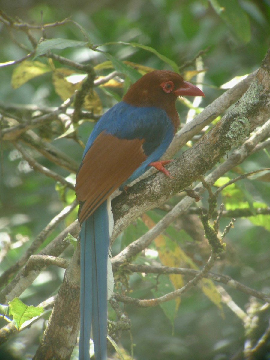 Sri Lanka Blue-Magpie - ML637358726