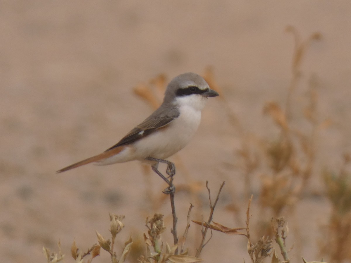 Red-tailed Shrike - ML637358728