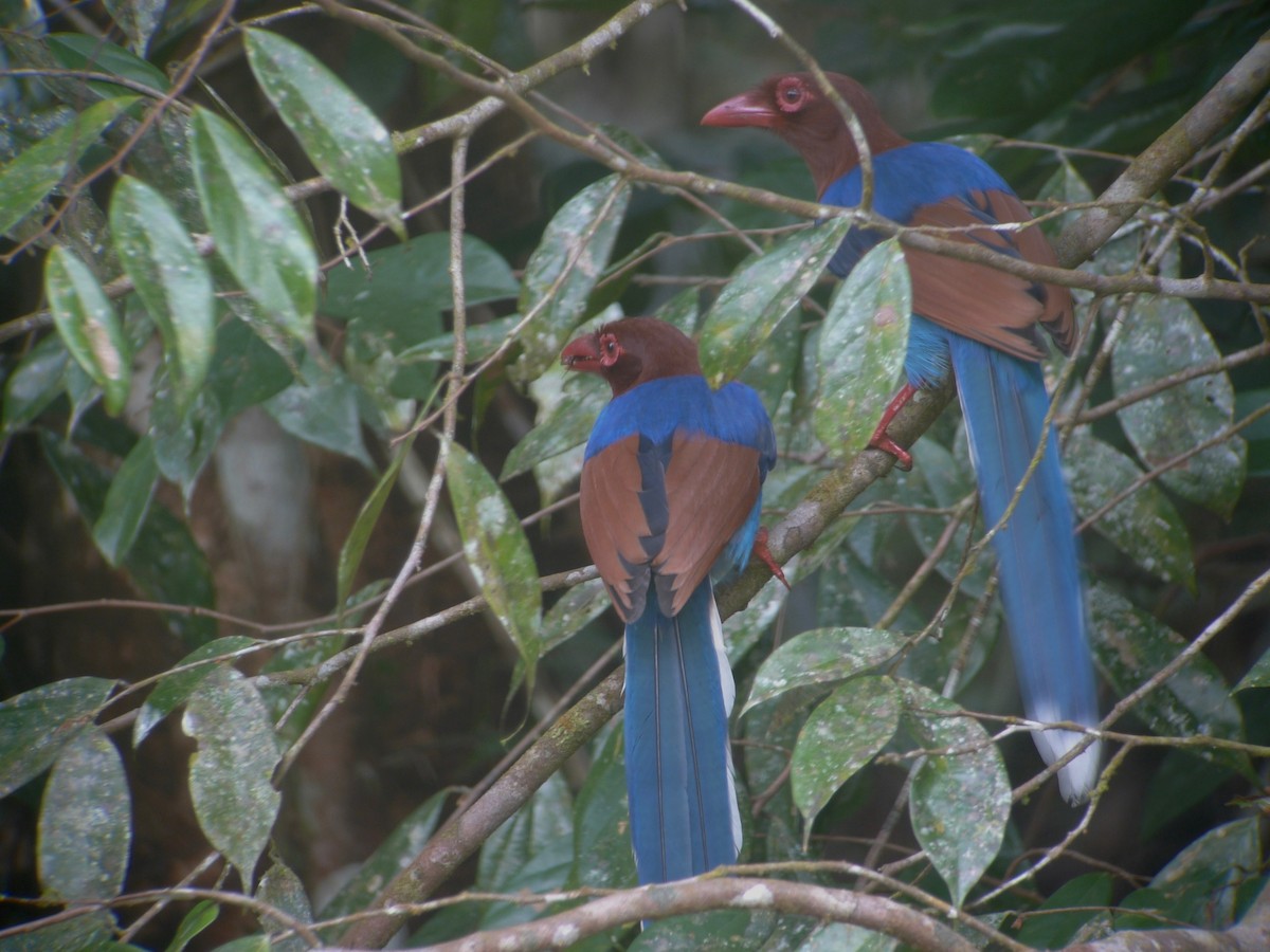 Sri Lanka Blue-Magpie - ML637358732