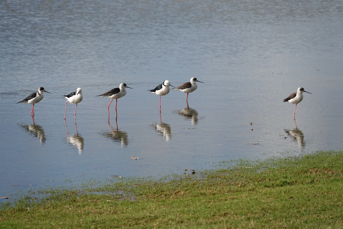 Pied Stilt - ML637358767