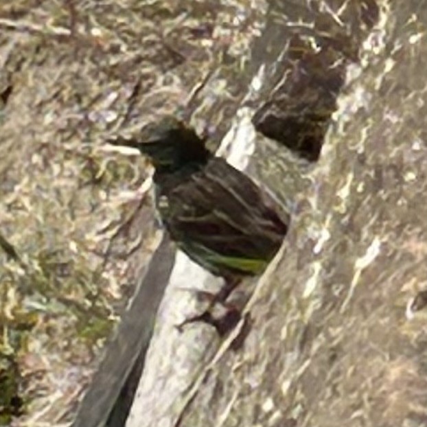 Rock Pipit - ML637358779