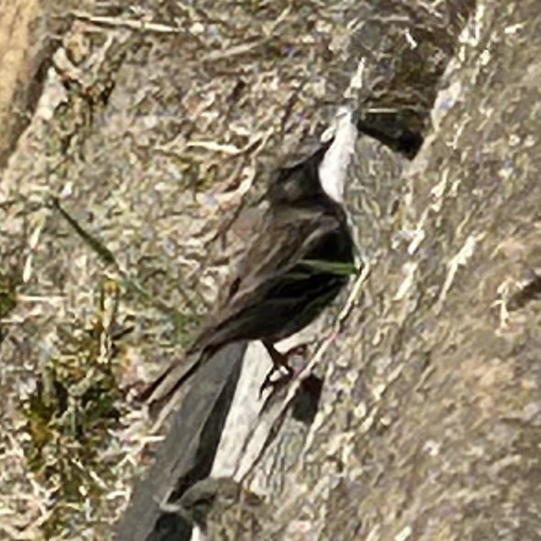 Rock Pipit - ML637358780