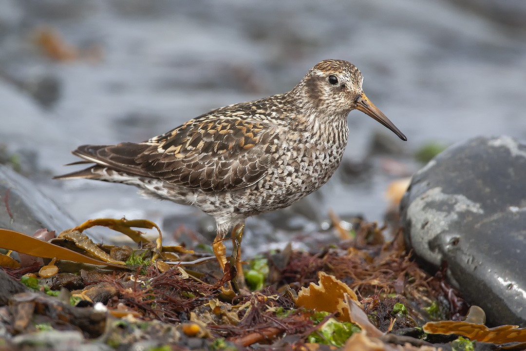 Purple Sandpiper - ML637358850