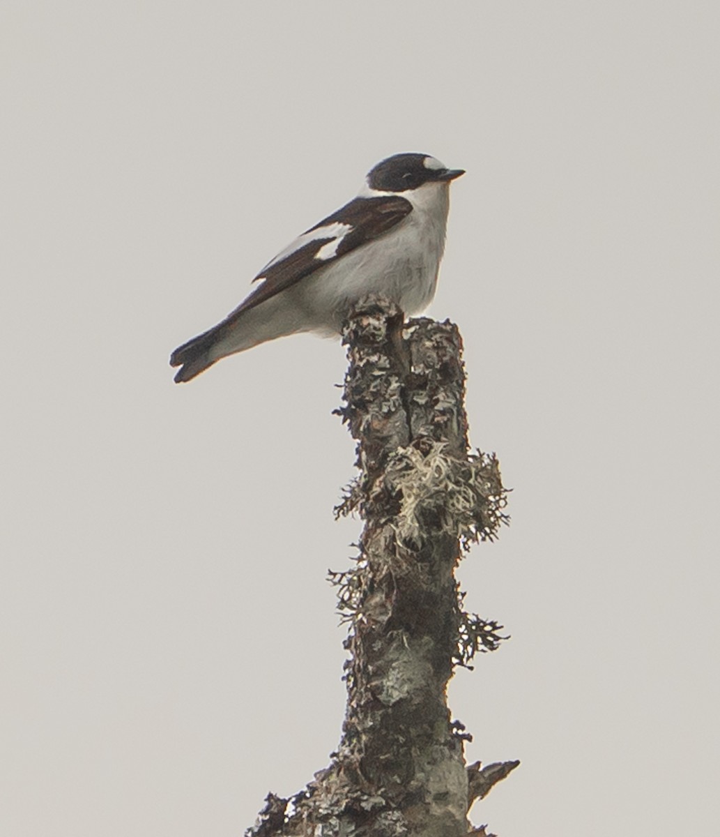 Halsbandschnäpper - ML637358862