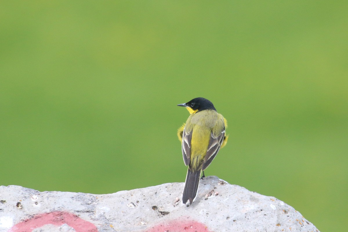 Western Yellow Wagtail (feldegg) - ML637358984