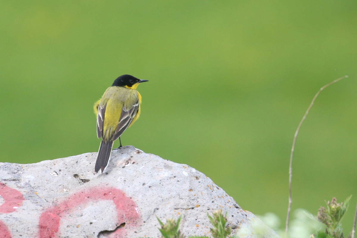 Western Yellow Wagtail (feldegg) - ML637358985