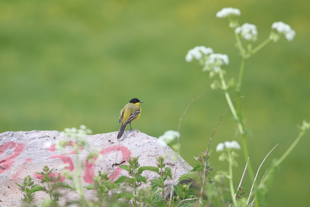 Western Yellow Wagtail (feldegg) - ML637358986
