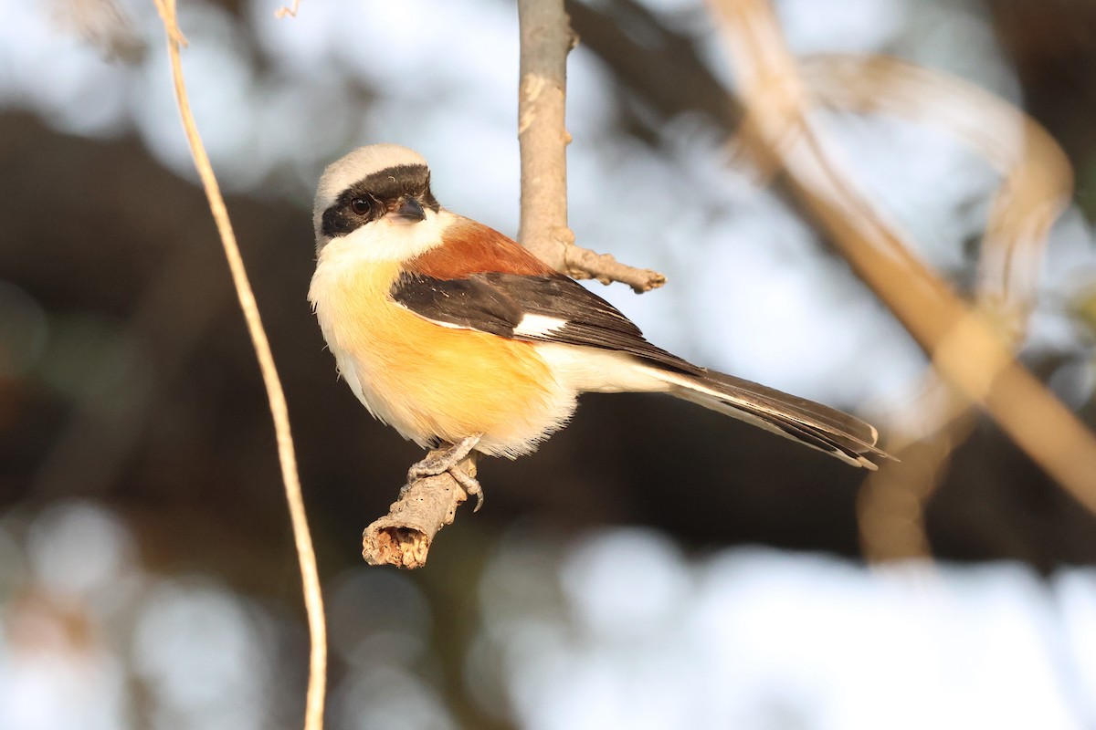 Bay-backed Shrike - ML637359041