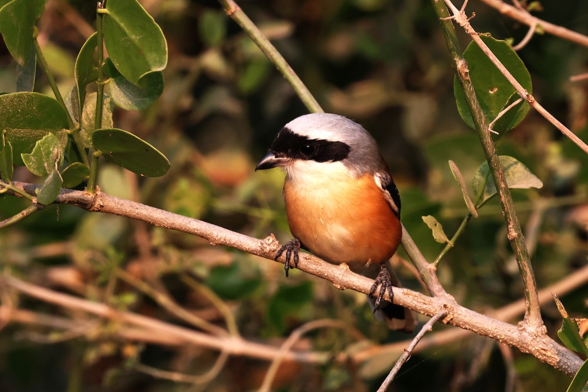 Bay-backed Shrike - ML637359077