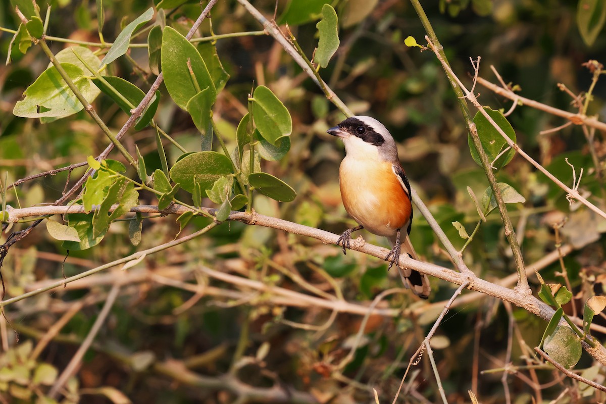 Bay-backed Shrike - ML637359078