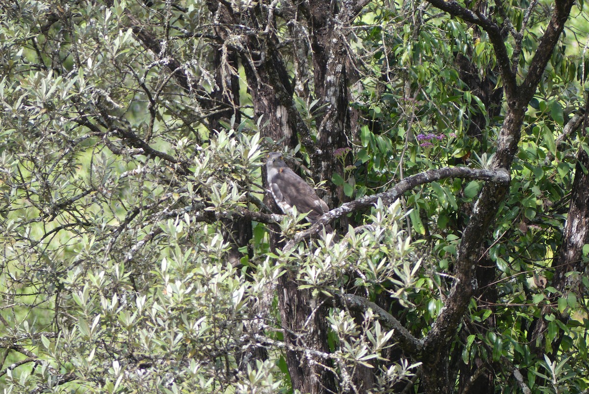 African Cuckoo-Hawk - ML637359084