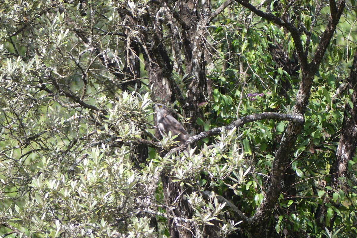 African Cuckoo-Hawk - ML637359085