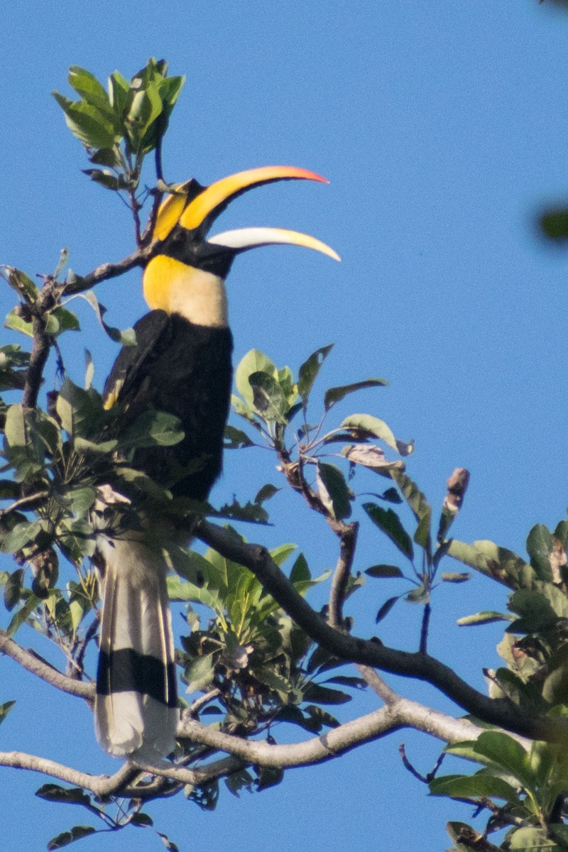 Great Hornbill - ML637359106
