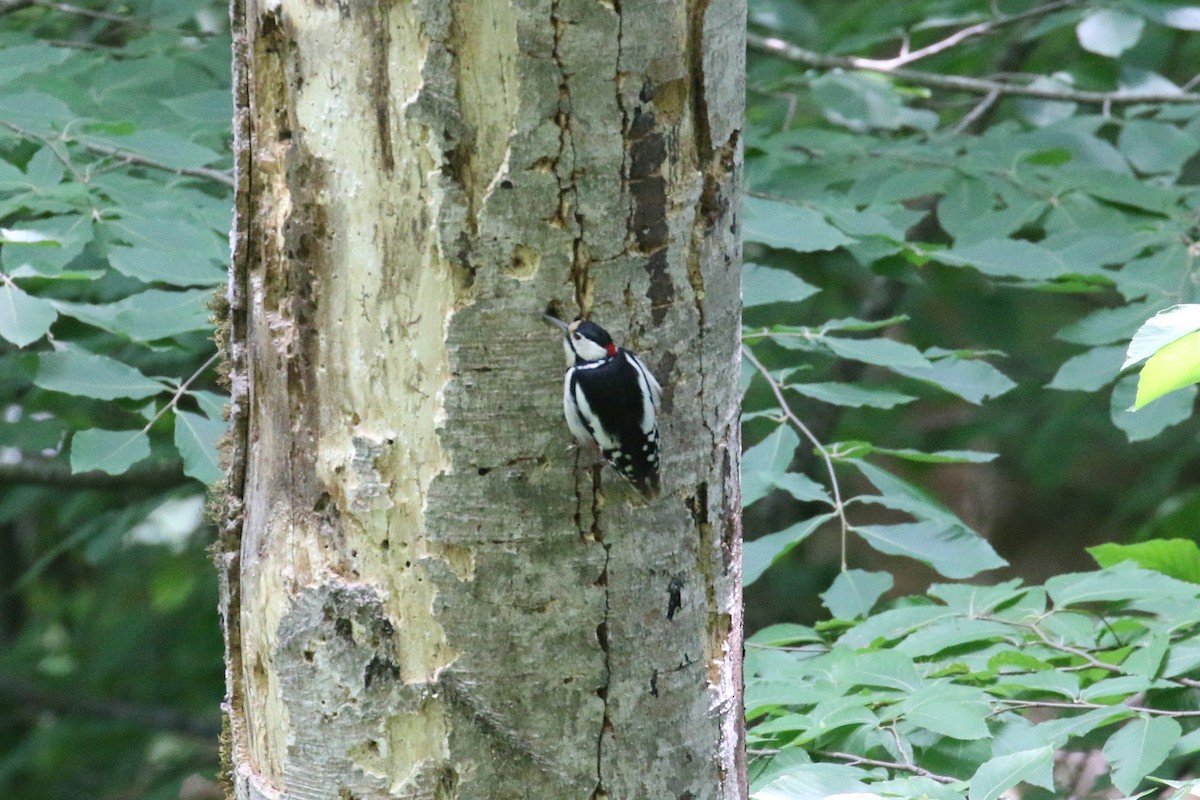 Great Spotted Woodpecker - ML637359115