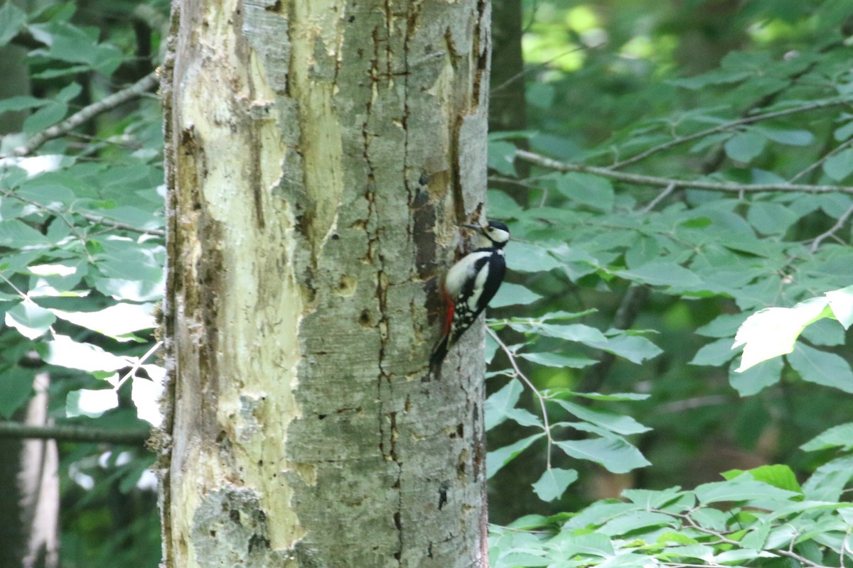 Great Spotted Woodpecker - ML637359116