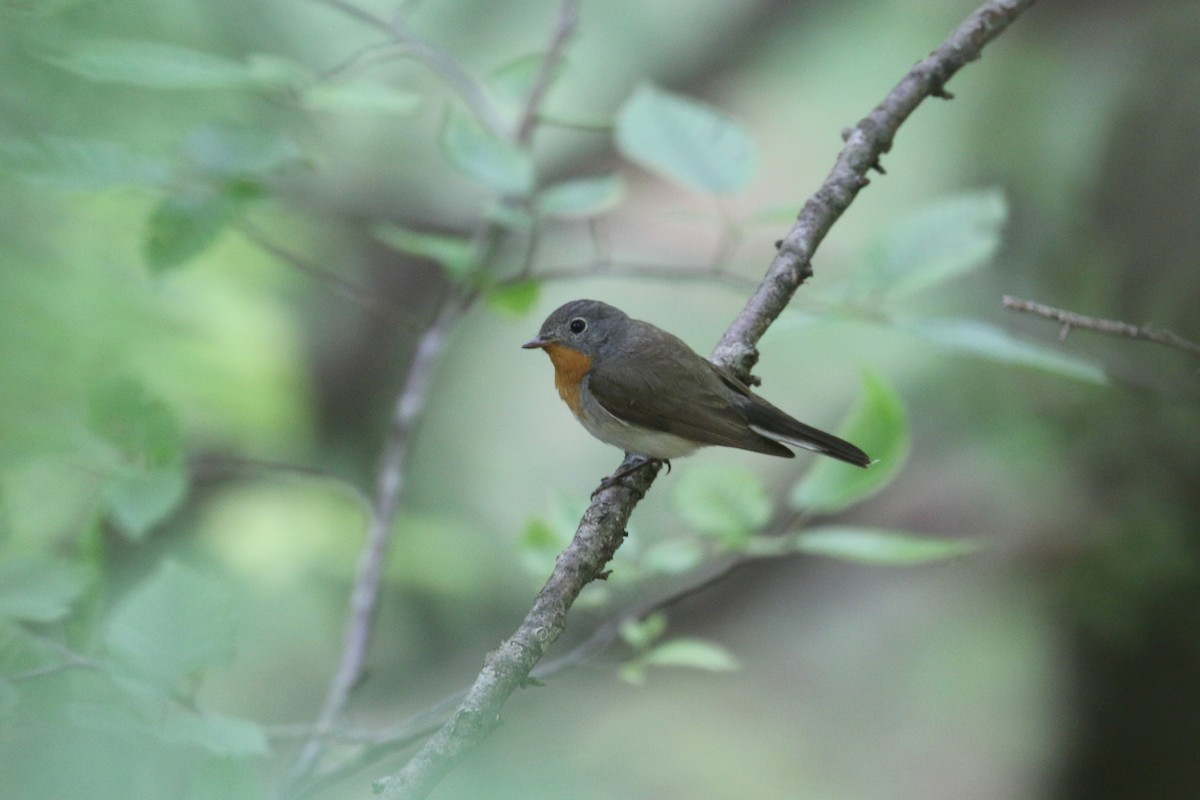 Red-breasted Flycatcher - ML637359117