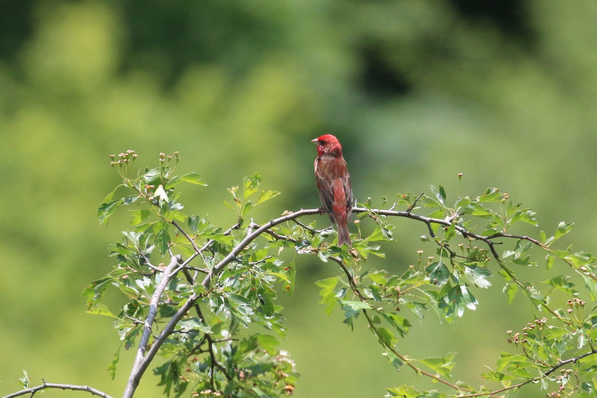 Common Rosefinch - ML637359119