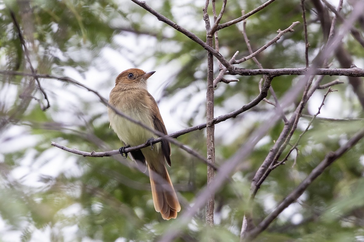 Ash-throated Casiornis - ML637359180