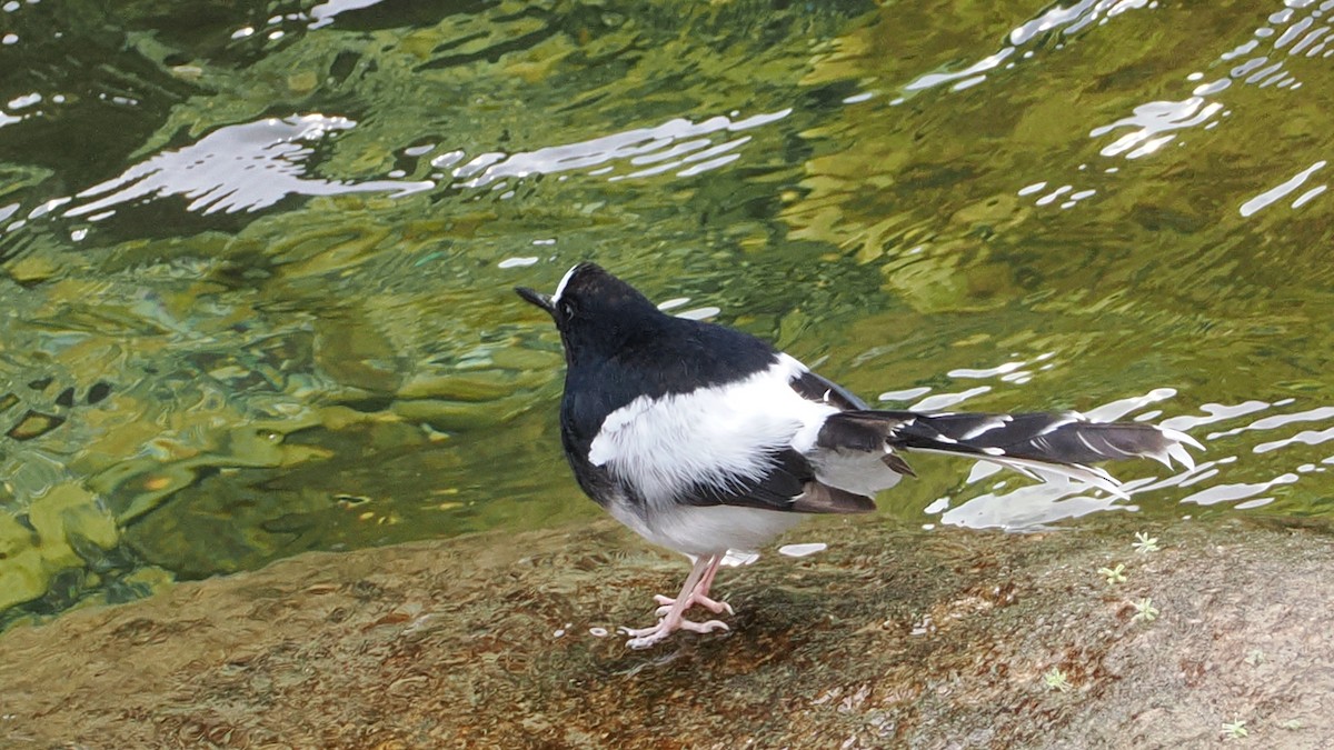 White-crowned Forktail - ML637359190