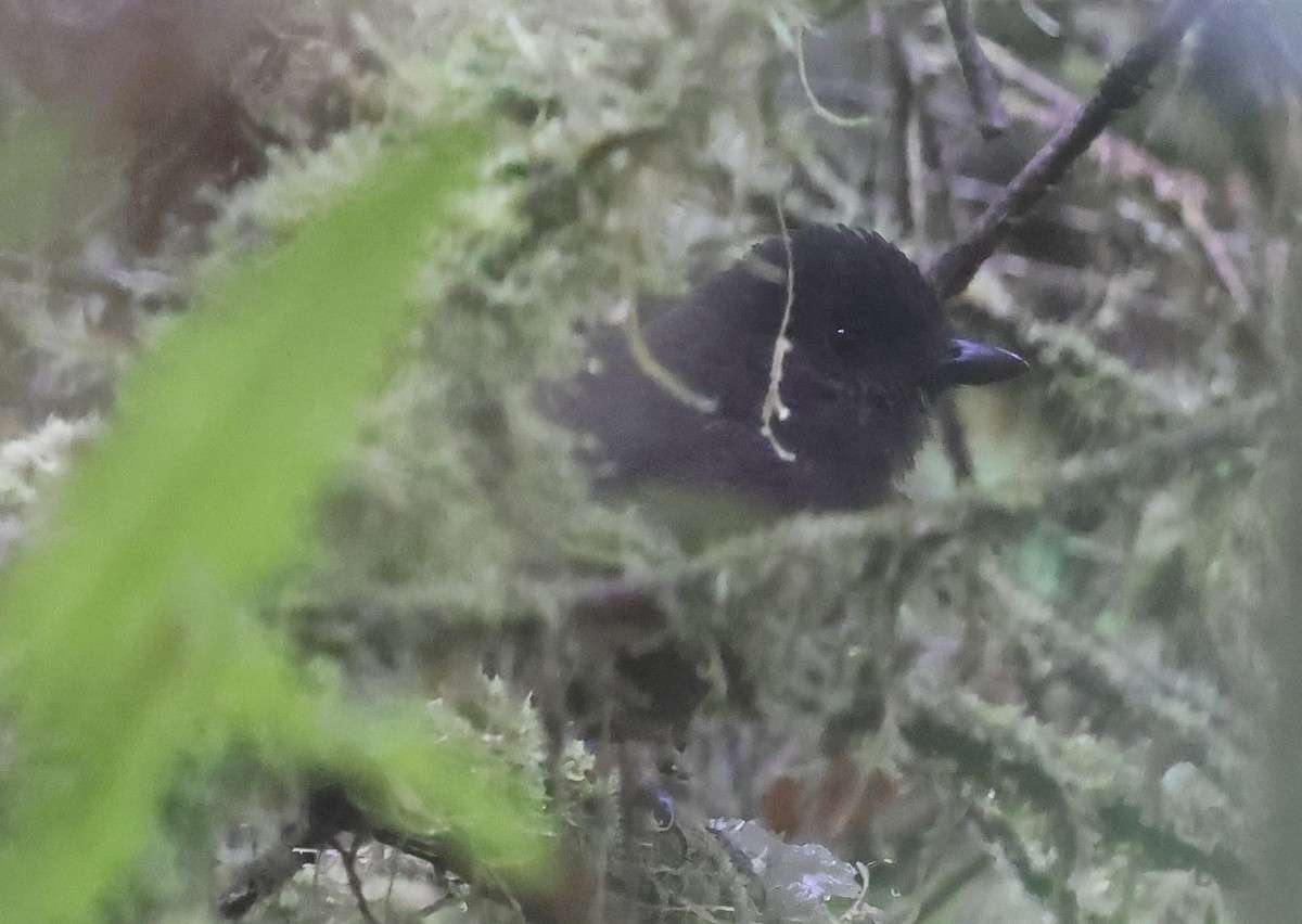 Sooty Shrikethrush - ML637359199