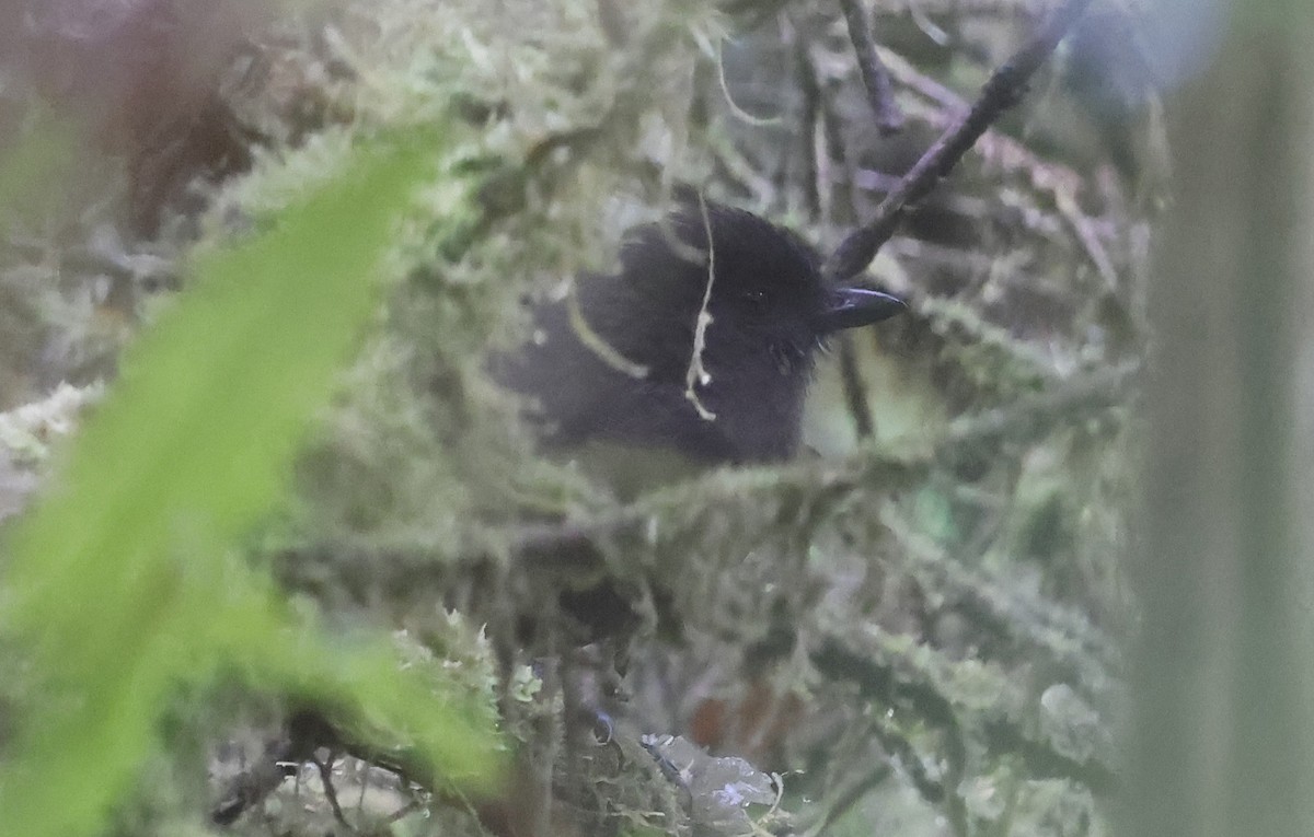 Sooty Shrikethrush - ML637359200