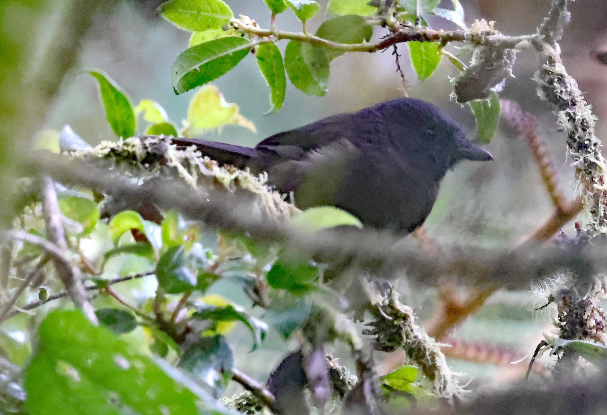 Sooty Shrikethrush - ML637359201
