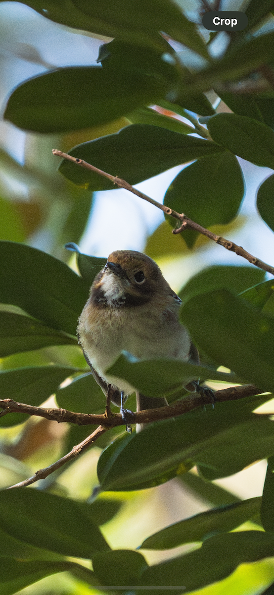 Oahu Elepaio - ML637359316