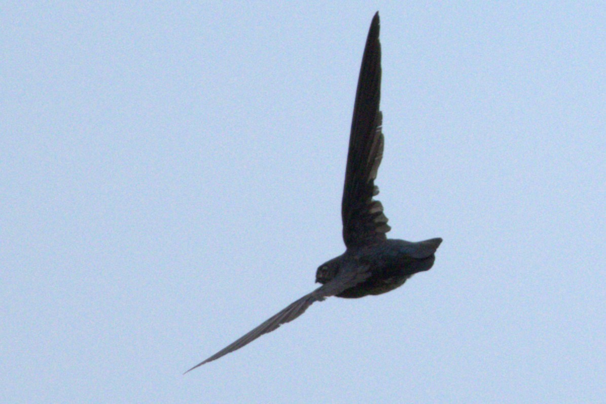 Plume-toed Swiftlet - ML637359349
