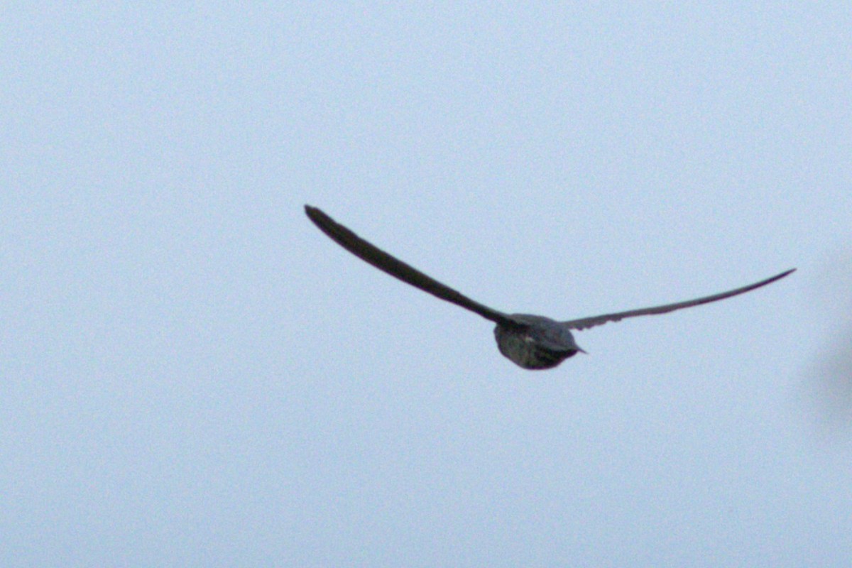 Plume-toed Swiftlet - ML637359350