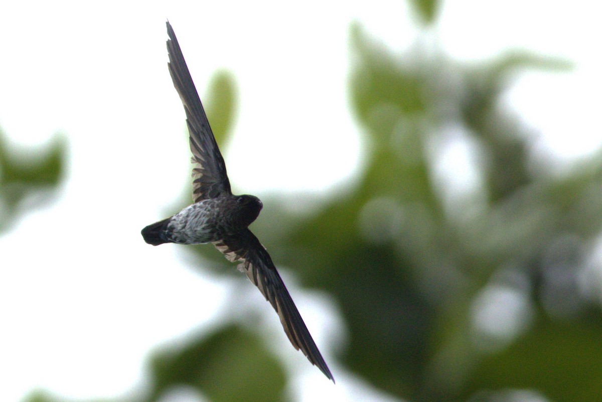 Plume-toed Swiftlet - ML637359351